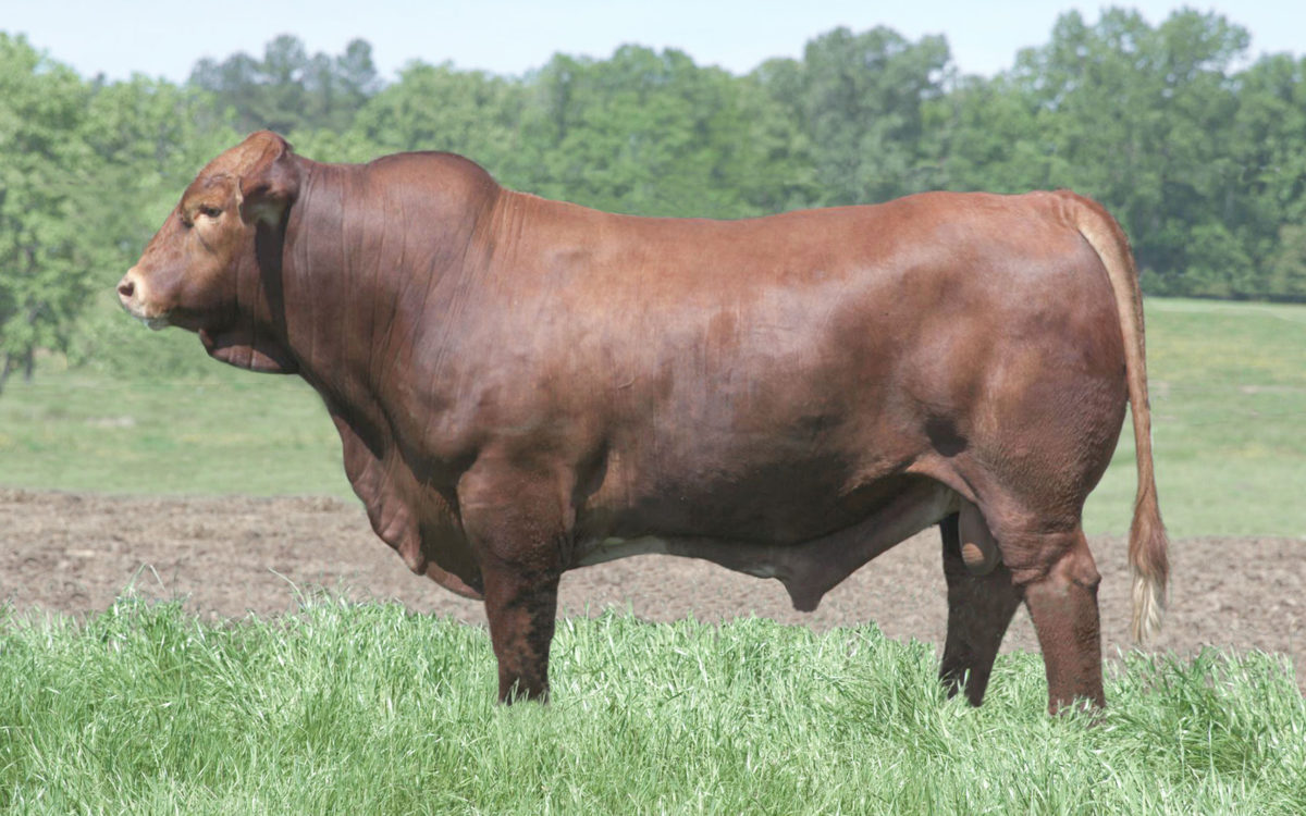 Herd Sires - Jones Beefmaster