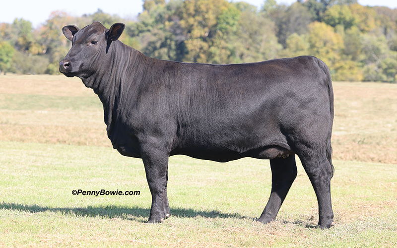 CJ Dixie Queen 17_24
